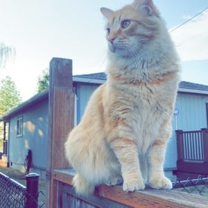 Meet your Posher, Abby